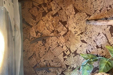 andere Echsen kaufen und verkaufen Foto: 3 x  Anolis carolinensis Nachwuchs abzugeben