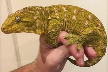 Echsen  kaufen und verkaufen Foto: Search 0,0,2 Rhacodactylus leachianus