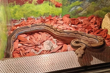 Boas kaufen und verkaufen Photo: Boa Constrictor Constrictor