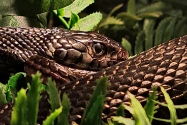 Colubrids kaufen und verkaufen Photo: 1.0 Strumpfbandnatter Thamnophis eques cuitzeoensis NZ14