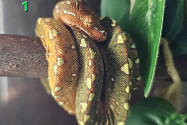 Pythons kaufen und verkaufen Photo: Morelia Viridis Biak x Biak