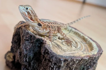 Bartagamen kaufen und verkaufen Foto: Wunderschöne kleine Bartagamen-Babys zu verkaufen