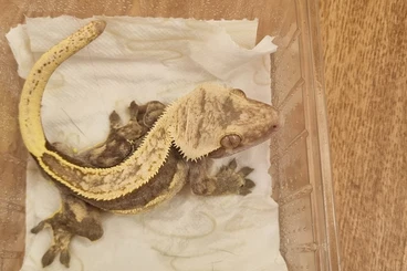 Geckos kaufen und verkaufen Photo: Mehrere kronengecko abzugeben