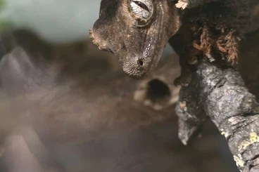 Geckos kaufen und verkaufen Photo: 1.1 flechtengeckos abzugeben