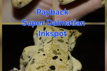 Geckos kaufen und verkaufen Foto: Correlophus Ciliatus (Kronengecko)