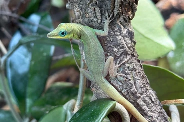 Geckos kaufen und verkaufen Foto: Suche Anolis Trinitatis Weibchen