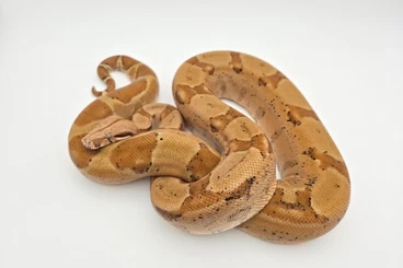 Boas kaufen und verkaufen Photo: Houten 0.1 Boa imperator « Sunset »