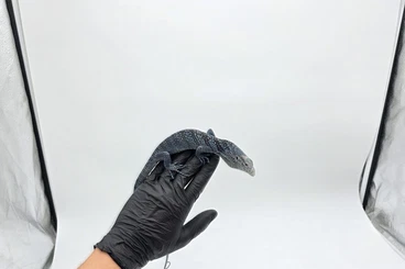 Monitor lizards kaufen und verkaufen Photo: 1.0 Varanus Macraei Male