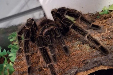 Vogelspinnen kaufen und verkaufen Foto: Lasiodora parahybana 0.1 adult – nur Abholung