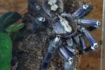 Spinnen und Skorpione kaufen und verkaufen Foto: Poecilotheria metallica adultes Weibchen