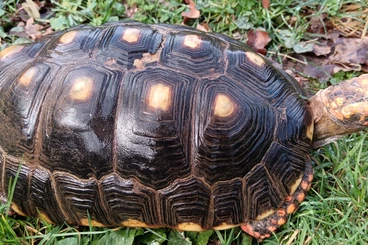 Landschildkröten kaufen und verkaufen Foto: Tortue Charbonnière femelle