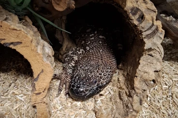 Lizards kaufen und verkaufen Photo: 1.1 Heloderma horidum exasperatum,Skorpion Krustenechse