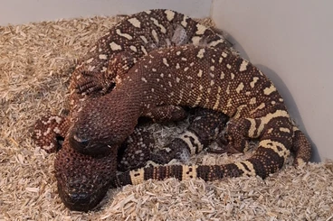 Echsen  kaufen und verkaufen Foto: 1.1 Scorpion Krustenechsen , heloderma horridum exasperatum