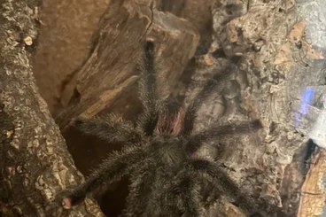 - bird spiders kaufen und verkaufen Photo: Tausch möglich Avicularia Juruensis männlich 1.0