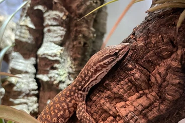 Monitor lizards kaufen und verkaufen Photo: Stachelschwanzwaran red von 2025