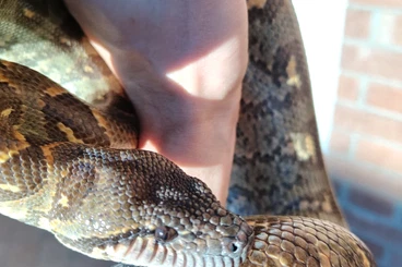 Schlangen kaufen und verkaufen Foto: Male eastern sanzinia 2019