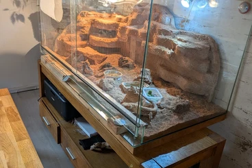 Bartagamen kaufen und verkaufen Foto: Bartagamen Männchen Super RED