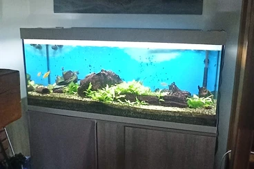 Aquarien kaufen und verkaufen Foto: Aquarium 300 Liter komplett