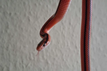 Colubrids kaufen und verkaufen Photo: Oreocryptophis porphyraceus coxi 1.1