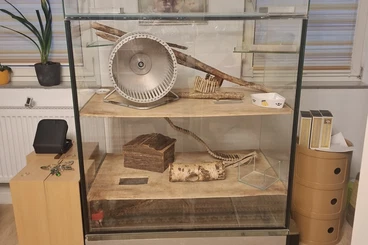 Other kaufen und verkaufen Photo: Terrarium abzugeben, abzuholen in 86732 Oettingen