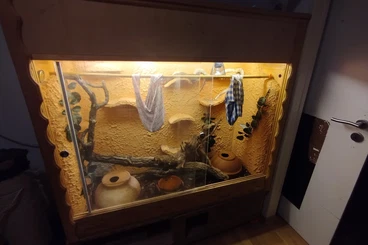 Colubrids kaufen und verkaufen Photo: Verkaufe drei Kornnattern mit Terrarium