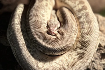 Königspythons kaufen und verkaufen Foto: Superpastel Fire het Leopard het Piebald