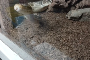 Ball Pythons kaufen und verkaufen Photo: Wegen Hobbyaufgabe zu verkaufen