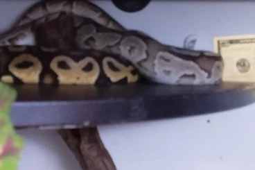 Ball Pythons kaufen und verkaufen Photo: Wegen Hobbyaufgabe zu verkaufen