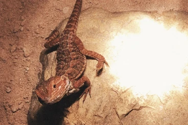 Bartagamen kaufen und verkaufen Foto: Bartagame mit Terrarium zu verkaufen