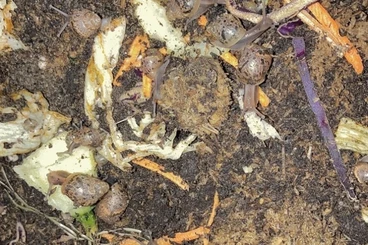 Mollusca kaufen und verkaufen Photo: Achatschnecken Lissachatina fulicas Nachwuchs abzugeben