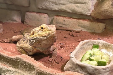 Agamen kaufen und verkaufen Foto: Bartagame Barny sucht ein neues Zuhause