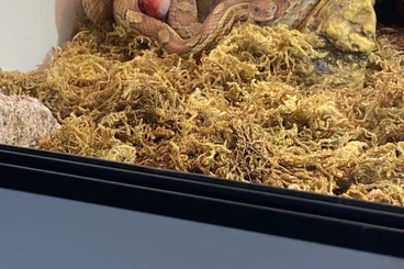 Snakes kaufen und verkaufen Photo: Karamellfarbene Kornnatter zu verkaufen