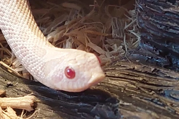 Schlangen kaufen und verkaufen Foto: Heterodon Nasicus/ Hakennasennatter