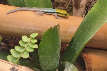 Geckos kaufen und verkaufen Photo: Phelsuma Klemmeri Nachzuchten