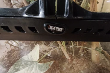 Geckos kaufen und verkaufen Photo: Phelsuma lineata + voll ausgestattetes Terrarium