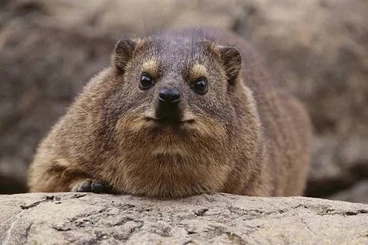 Other kaufen und verkaufen Photo: Klippschliefer (Hyraxen)