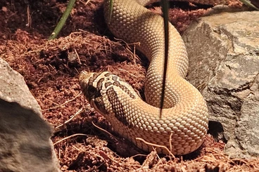 Nattern ungiftige  kaufen und verkaufen Foto: Hackennasennatter Heterodon Nasicus