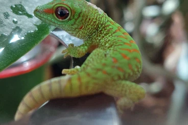 Geckos kaufen und verkaufen Photo: Madagaskar Taggecko Baby – Nachzucht