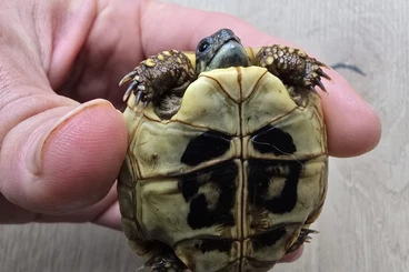 Tortoises kaufen und verkaufen Photo: Griechische Landschildkröten