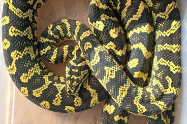 Snakes kaufen und verkaufen Photo: Morelia spilota cheynei Hamm