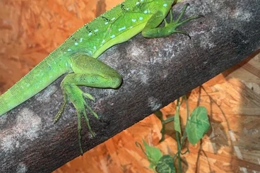 other lizards kaufen und verkaufen Photo: 0.1 Stirnlappenbasilisk 1 Jahr alt