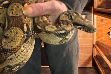 Boas kaufen und verkaufen Photo: 3 Boas wegen Bestandsaufgabe abzugeben