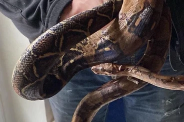 Boas kaufen und verkaufen Foto: 3 Boas wegen Bestandsaufgabe abzugeben