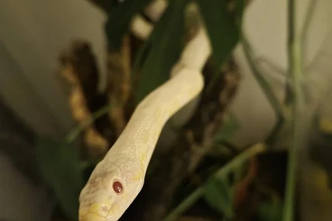 Colubrids kaufen und verkaufen Photo: Kornnatterdame Snow abzugeben