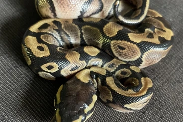 Ball Pythons kaufen und verkaufen Photo: Königspython, Nachzucht 2025, High Contrast, Lemon Pastell, Jungtiere