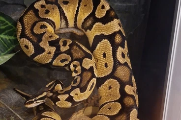 Ball Pythons kaufen und verkaufen Photo: Adulter Königspython zu verkaufen