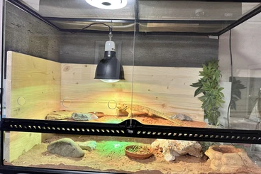 Bartagamen kaufen und verkaufen Foto: Wir verkaufen unsere Bartagame