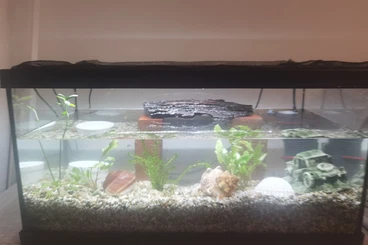 Molche kaufen und verkaufen Foto: Feuerbauchmolch inkl.  Aquaterrarium