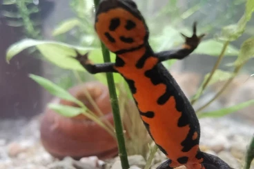 Newts kaufen und verkaufen Photo: Feuerbauchmolch inkl.  Aquaterrarium