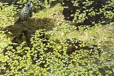 Turtles and Tortoises kaufen und verkaufen Photo: Chinesische Dreikielschildkröten